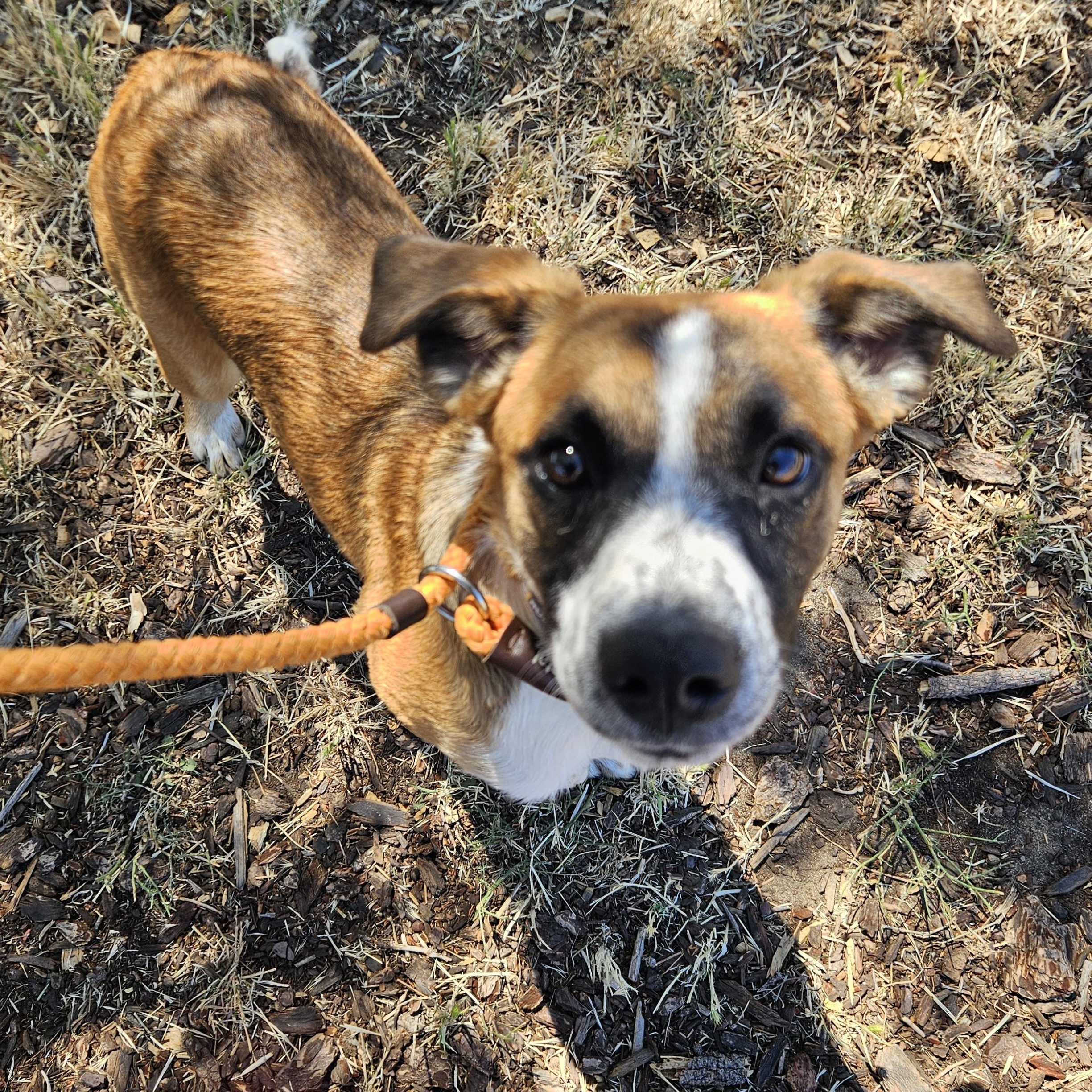 Glacier, adopted, Young Female Cardigan Welsh Corgi.