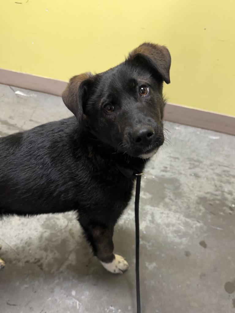 Mishka, Adoptable, Young Female Husky.