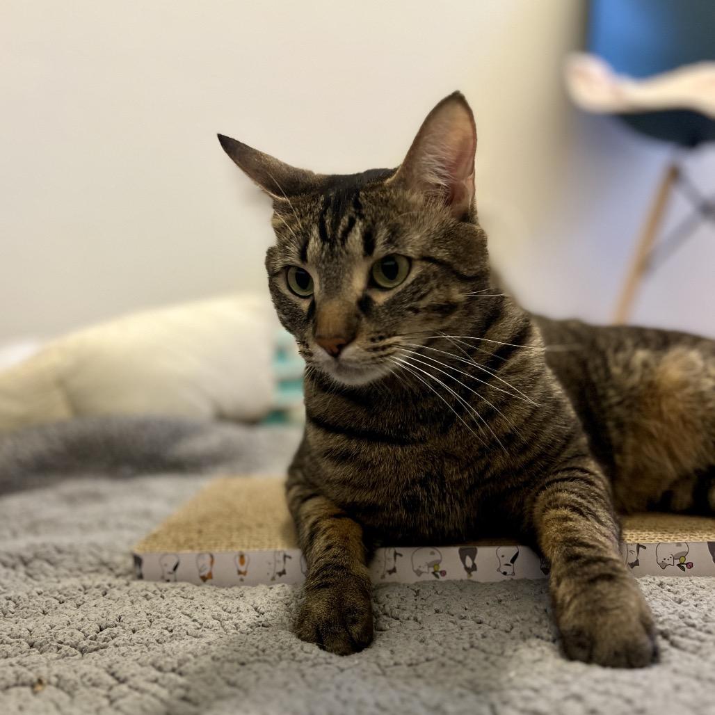 Vinnie, Adoptable, Adult Male Domestic Short Hair.