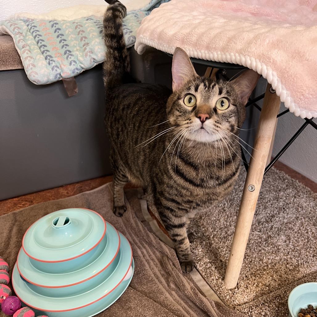 Vinnie, a Adoptable Domestic Short Hair in Glenwood Springs, CO image 2/6