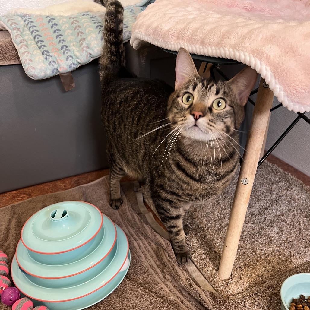 Vinnie, a Adoptable Domestic Short Hair in Glenwood Springs, CO image 4/6