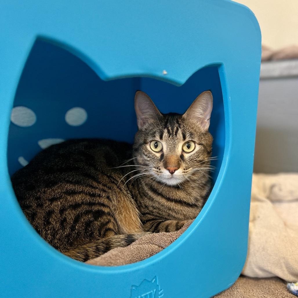 Vinnie, a Adoptable Domestic Short Hair in Glenwood Springs, CO image 5/6