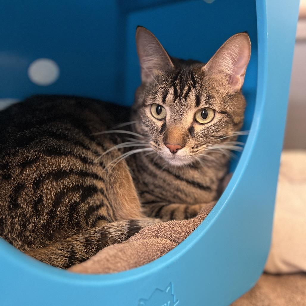 Vinnie, a Adoptable Domestic Short Hair in Glenwood Springs, CO image 6/6