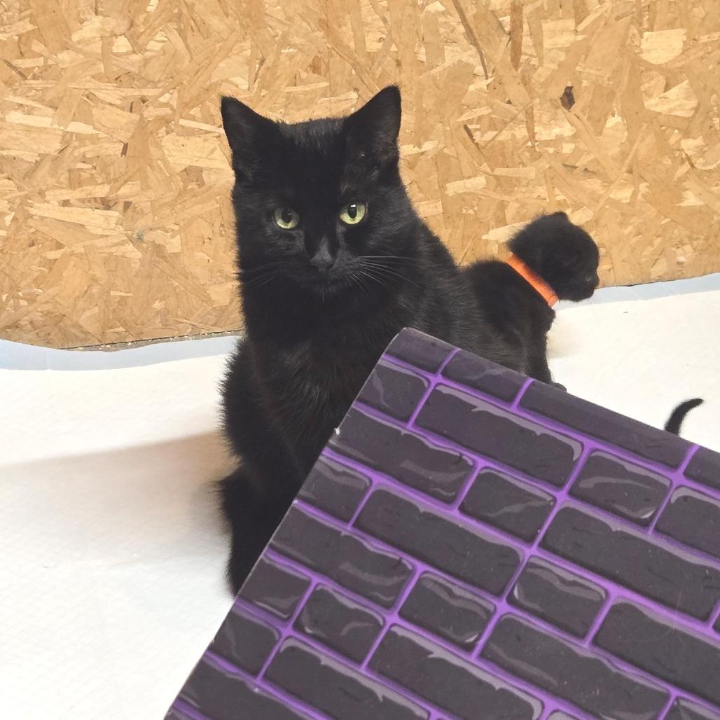 Enlarge Traffic Jam, a Adoptable Domestic Medium Hair in West Olive, MI image 1/5