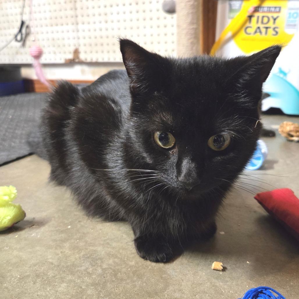 Enlarge Traffic Jam, a Adoptable Domestic Medium Hair in West Olive, MI image 2/5