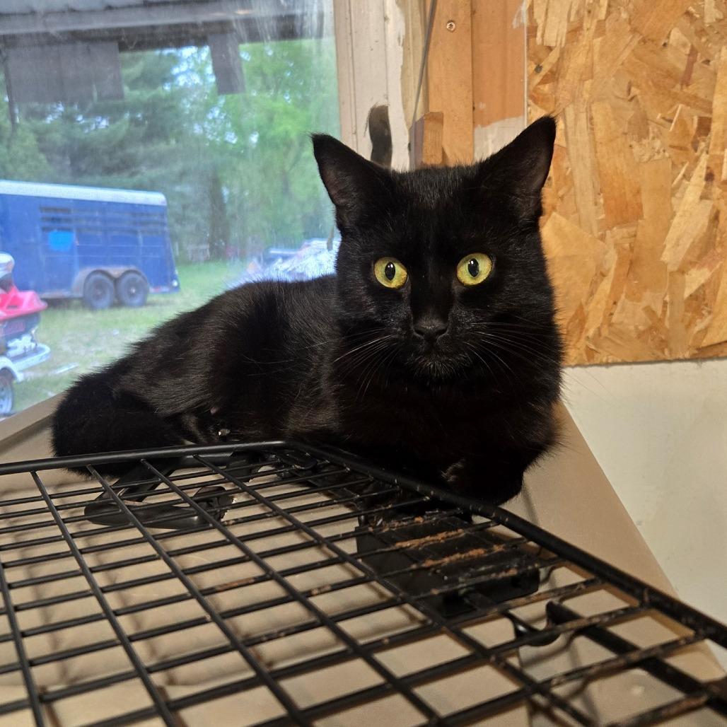 Enlarge Traffic Jam, a Adoptable Domestic Medium Hair in West Olive, MI image 3/5