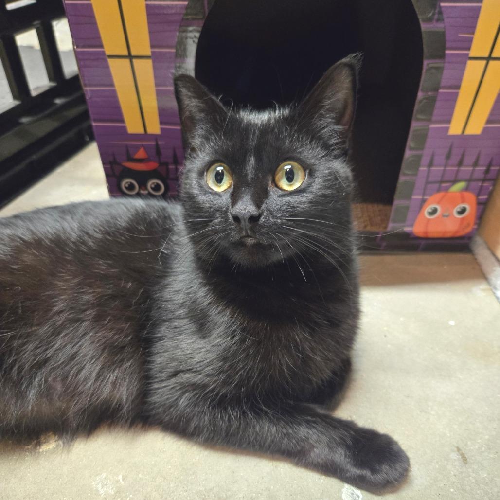 Enlarge Traffic Jam, a Adoptable Domestic Medium Hair in West Olive, MI image 4/5