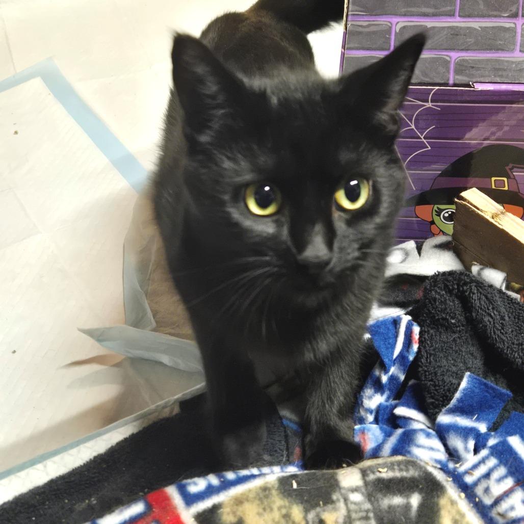 Enlarge Traffic Jam, a Adoptable Domestic Medium Hair in West Olive, MI image 5/5