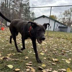 Enlarge Arther, a Adoptable Black Labrador Retriever in Standish, MI image 1/1