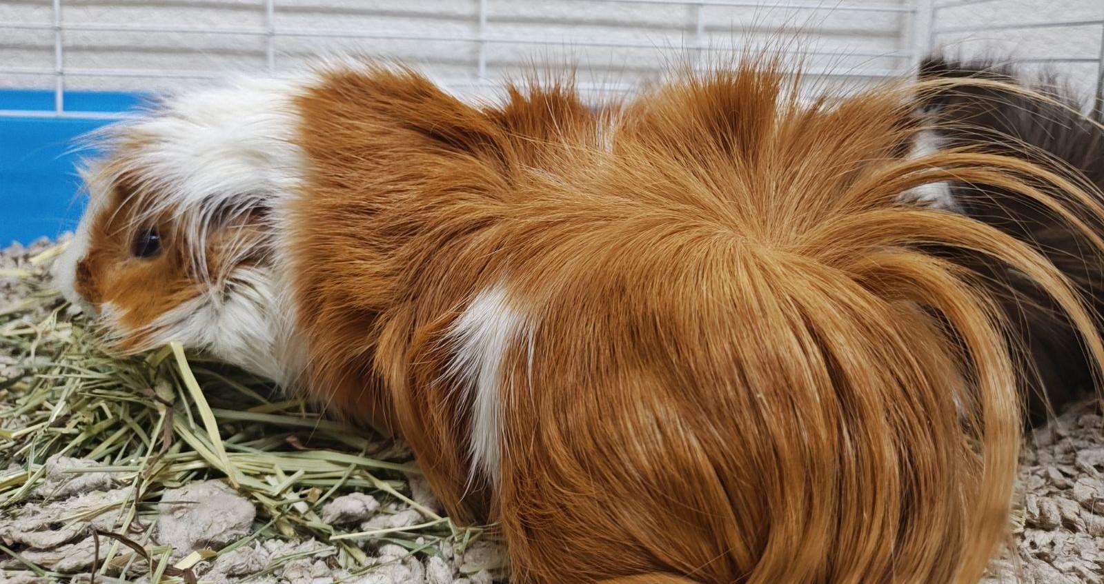 Garfield, Adoptable, Young Male Guinea Pig.