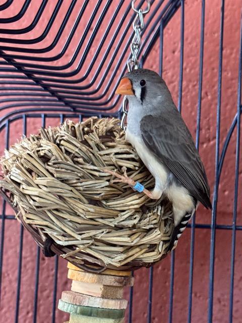 HASEL, Adoptable, Young Female Finch.