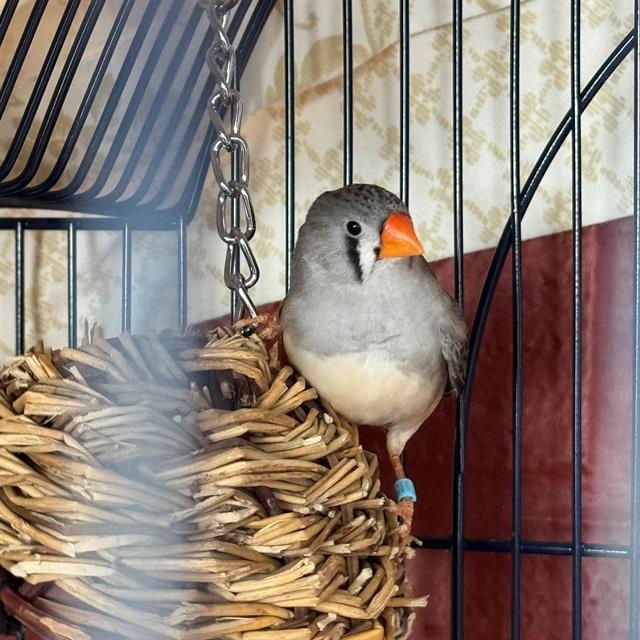 HASEL, Adoptable, Young Female Finch.