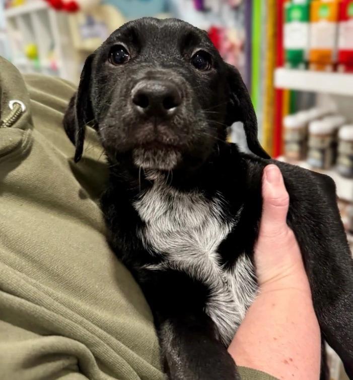 Marshall, Adoptable, Puppy Male Mixed Breed & Retriever.