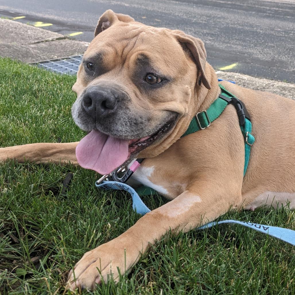 Enlarge Kash, a Adoptable Mixed Breed in Fairport, NY image 2/6