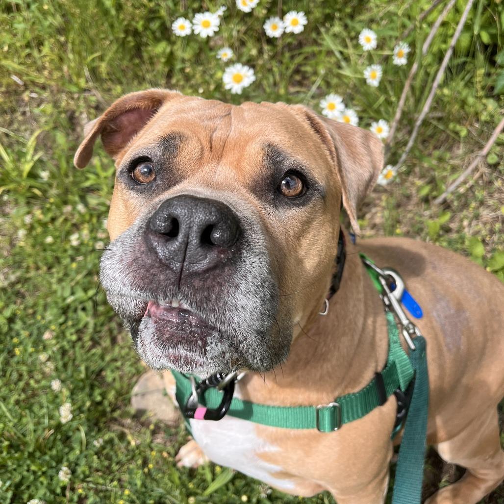 Enlarge Kash, a Adoptable Mixed Breed in Fairport, NY image 3/6