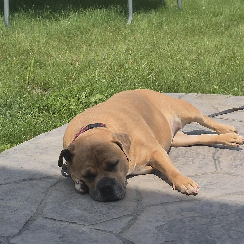 Enlarge Kash, a Adoptable Mixed Breed in Fairport, NY image 4/6