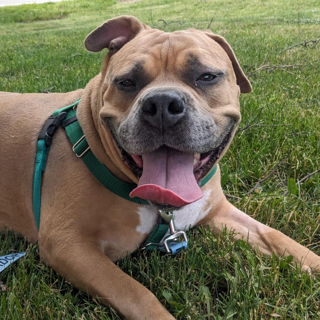 Enlarge Kash, a Adoptable Mixed Breed in Fairport, NY image 6/6