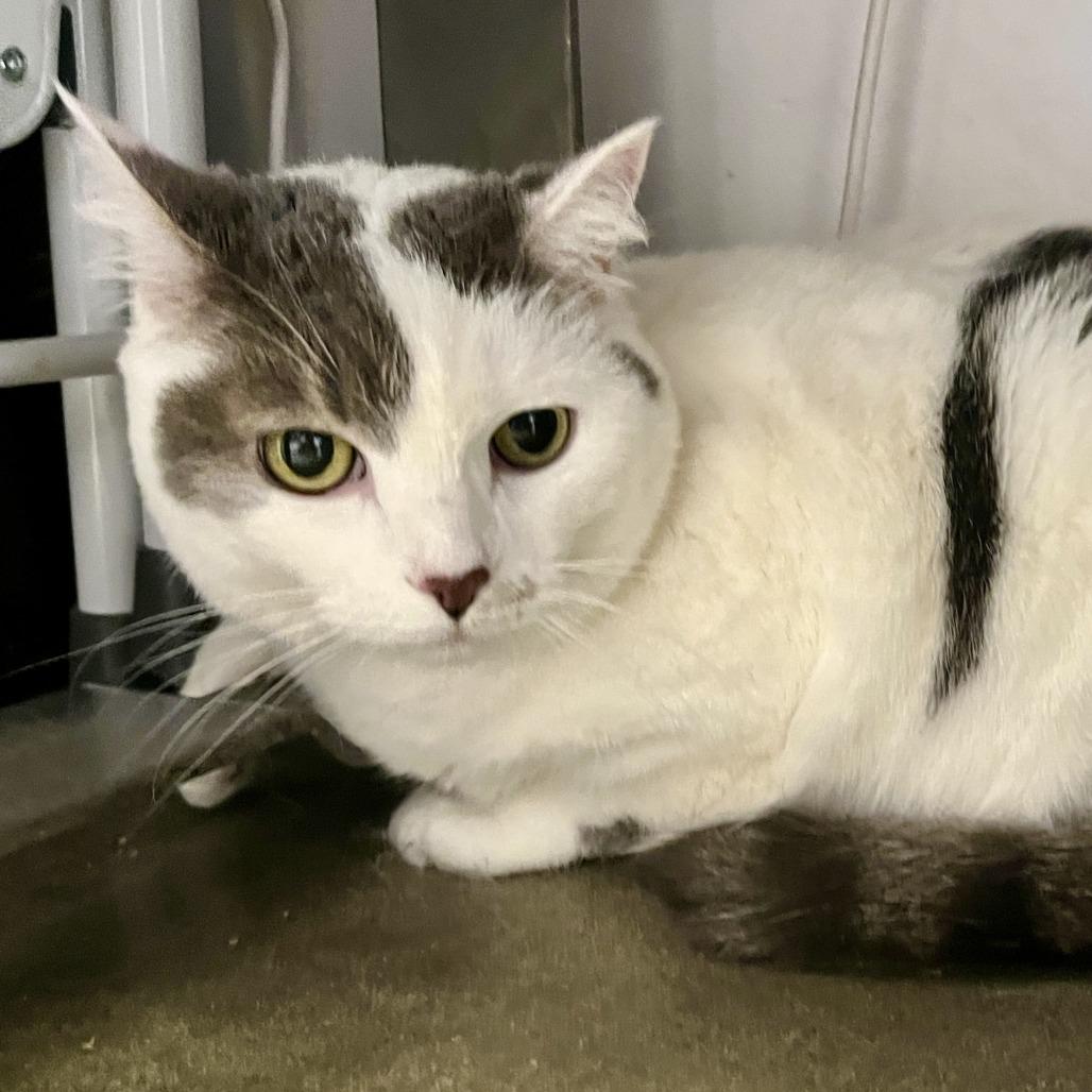 Enlarge Roxy, a Adoptable Domestic Short Hair in Temecula, CA image 2/2