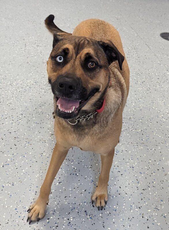 Marin, Adoptable, Adult Female Black Mouth Cur & Mixed Breed.