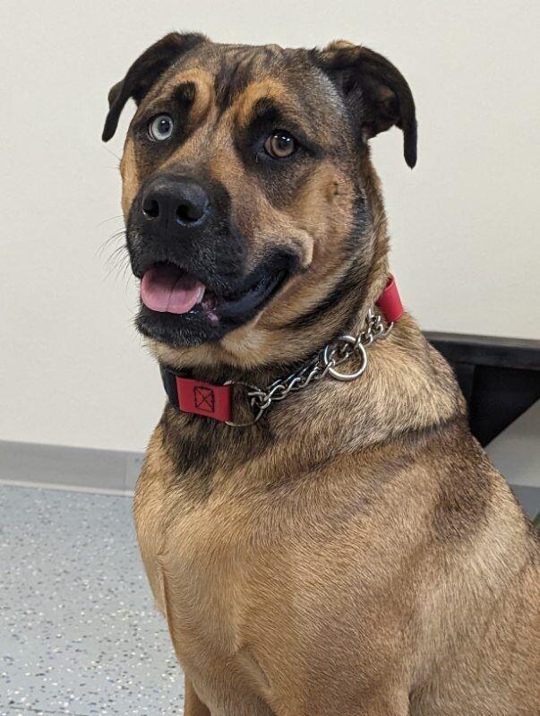 Marin, a Adoptable mixed breed in Yankton, SD image 2/6