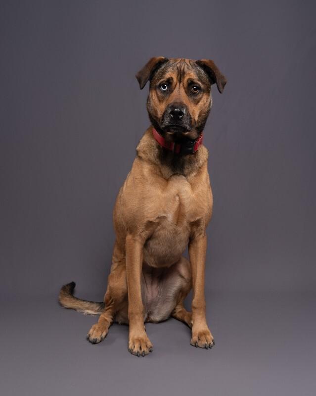 Enlarge Marin, a Adoptable mixed breed in Yankton, SD image 4/6