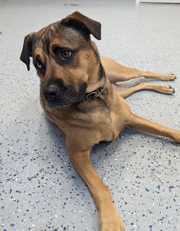 Marin, a Adoptable mixed breed in Yankton, SD image 6/6