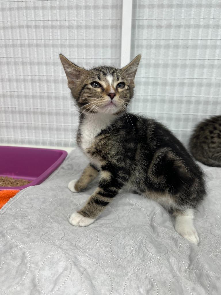 Oliver, Adoptable, Kitten Male Domestic Short Hair.