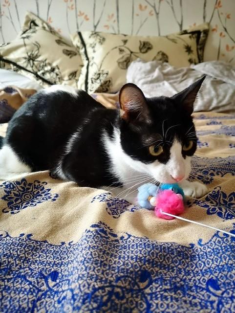 Alphie, Adoptable, Young Male Tuxedo.