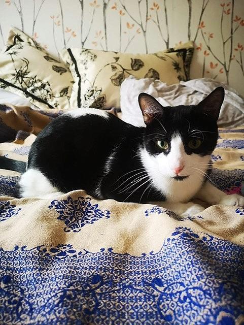 Alphie, a Adoptable Tuxedo in Verdun, QC image 2/2