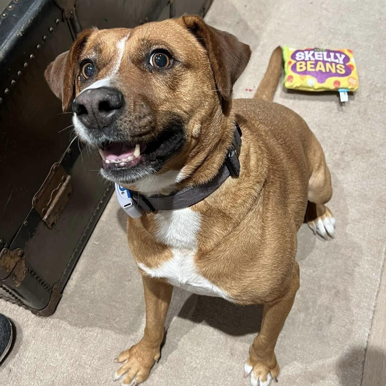 Enlarge Felice, a ADOPTABLE mixed breed in Barrie, ON image 5/6