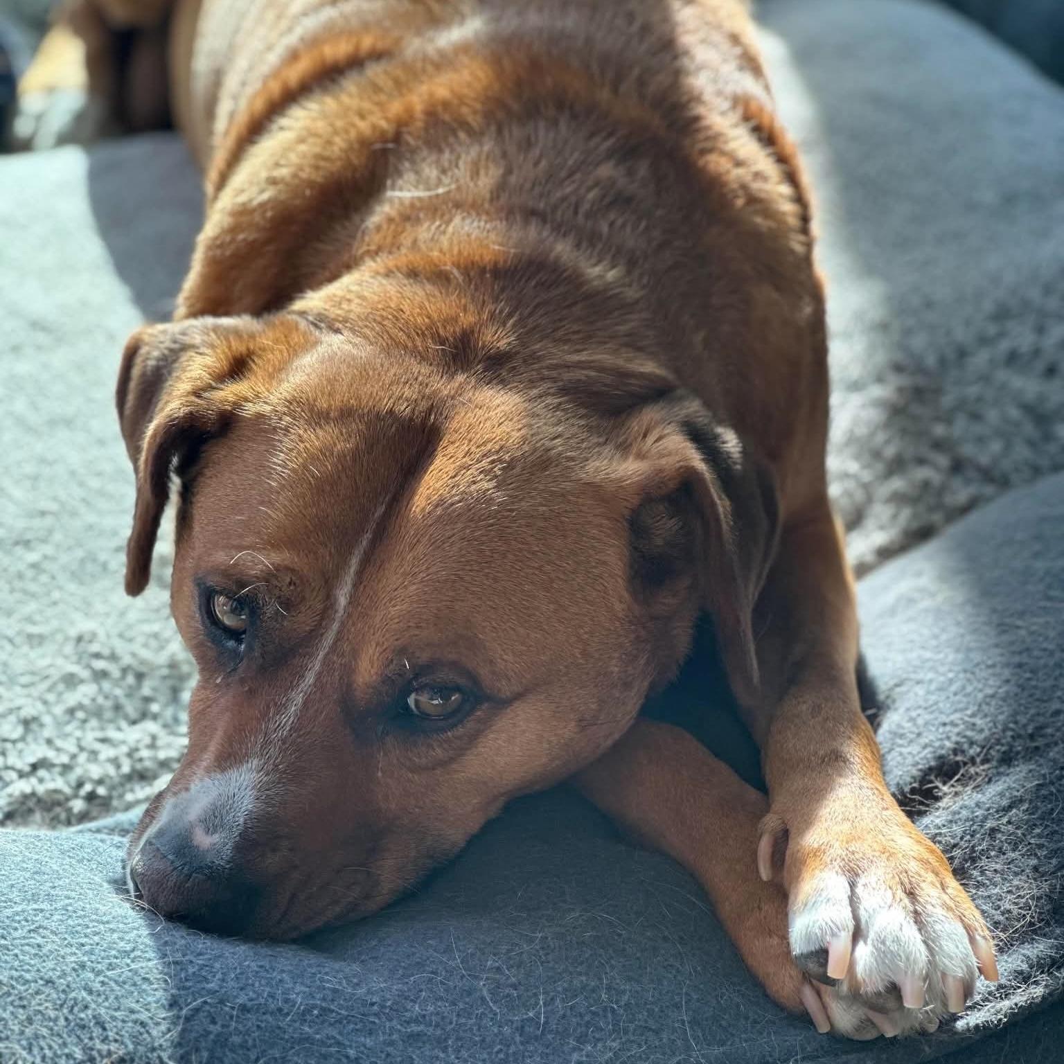 Enlarge Felice, a ADOPTABLE mixed breed in Barrie, ON image 4/6