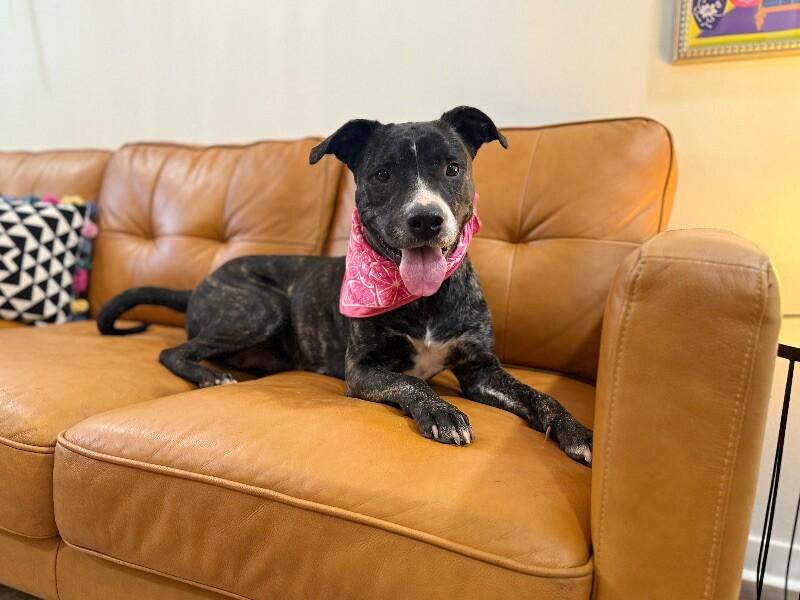 Enlarge Maddie the Love Magnet, a Adoptable mixed breed in Surrey, BC image 5/6