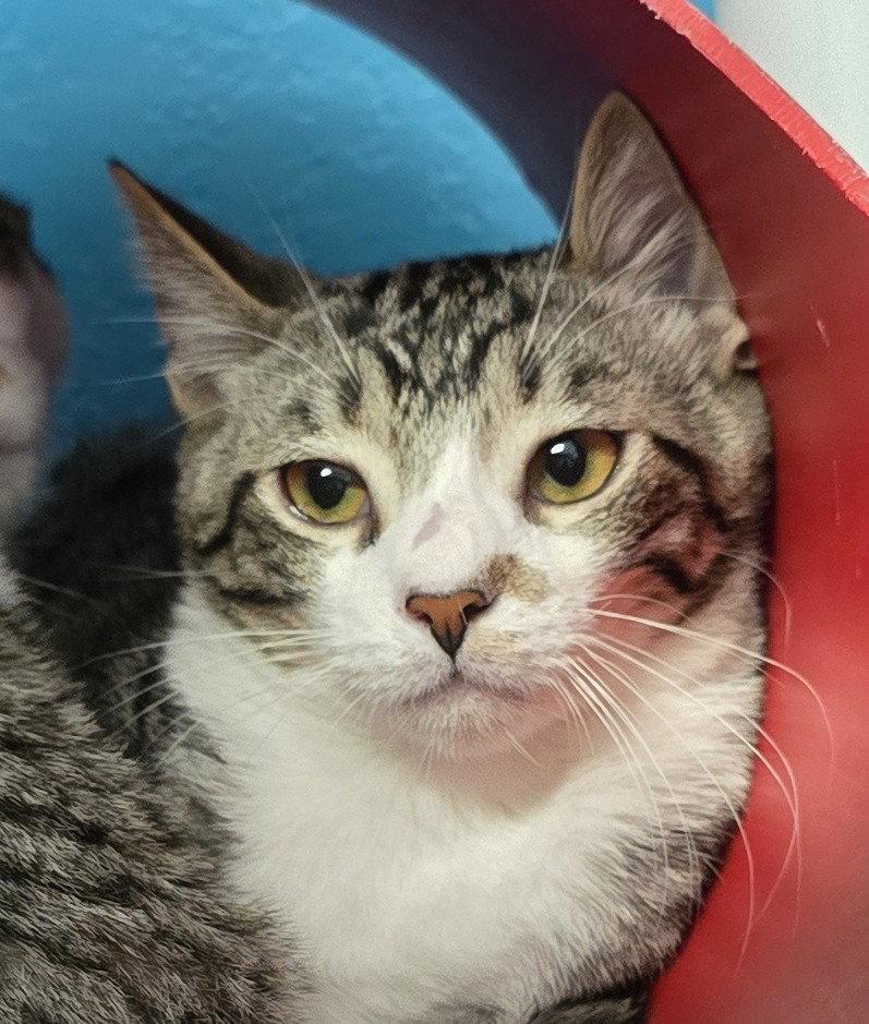 Enlarge Sebastian, a Adoptable Domestic Short Hair in Evergreen, CO image 2/2