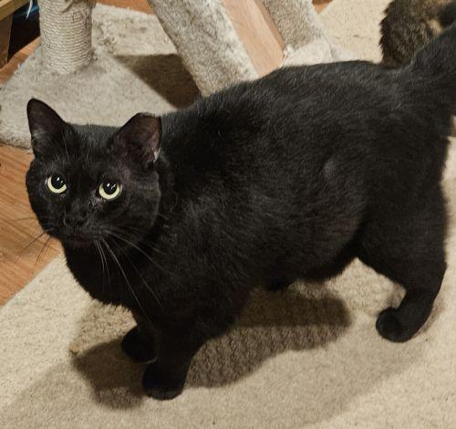 Enlarge Cece, a ADOPTABLE Domestic Short Hair in Bethlehem, PA image 4/4