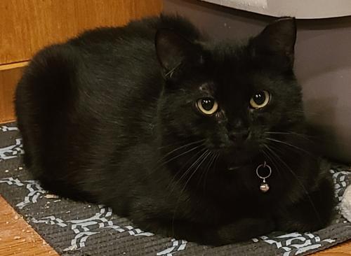 Enlarge Cece, a ADOPTABLE Domestic Short Hair in Bethlehem, PA image 1/4