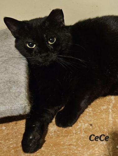 Enlarge Cece, a ADOPTABLE Domestic Short Hair in Bethlehem, PA image 2/4
