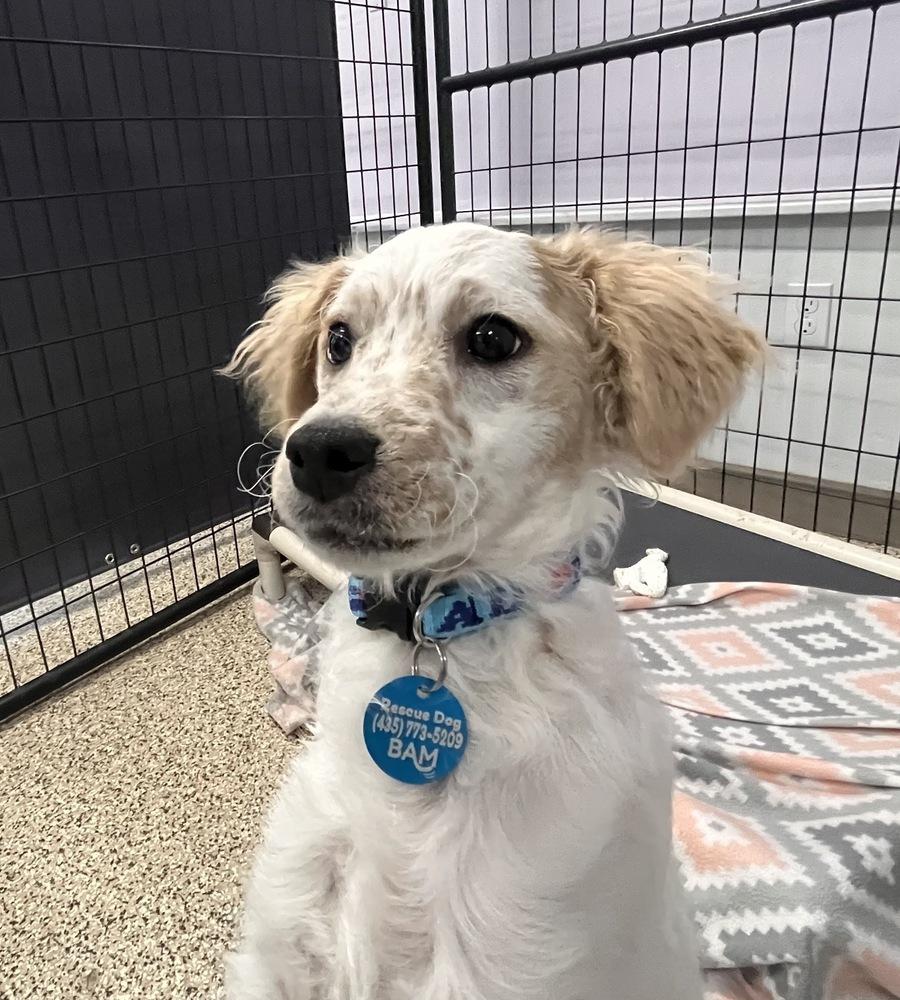 Freckles, a Adoptable mixed breed in Hurricane, UT image 1/4