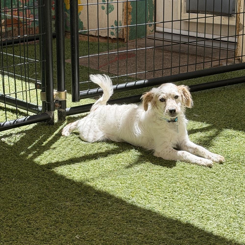 Freckles, a Adoptable mixed breed in Hurricane, UT image 2/4
