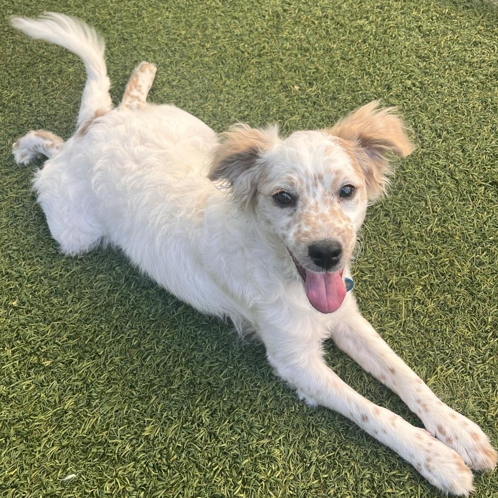 Freckles, a Adoptable mixed breed in Hurricane, UT image 3/4