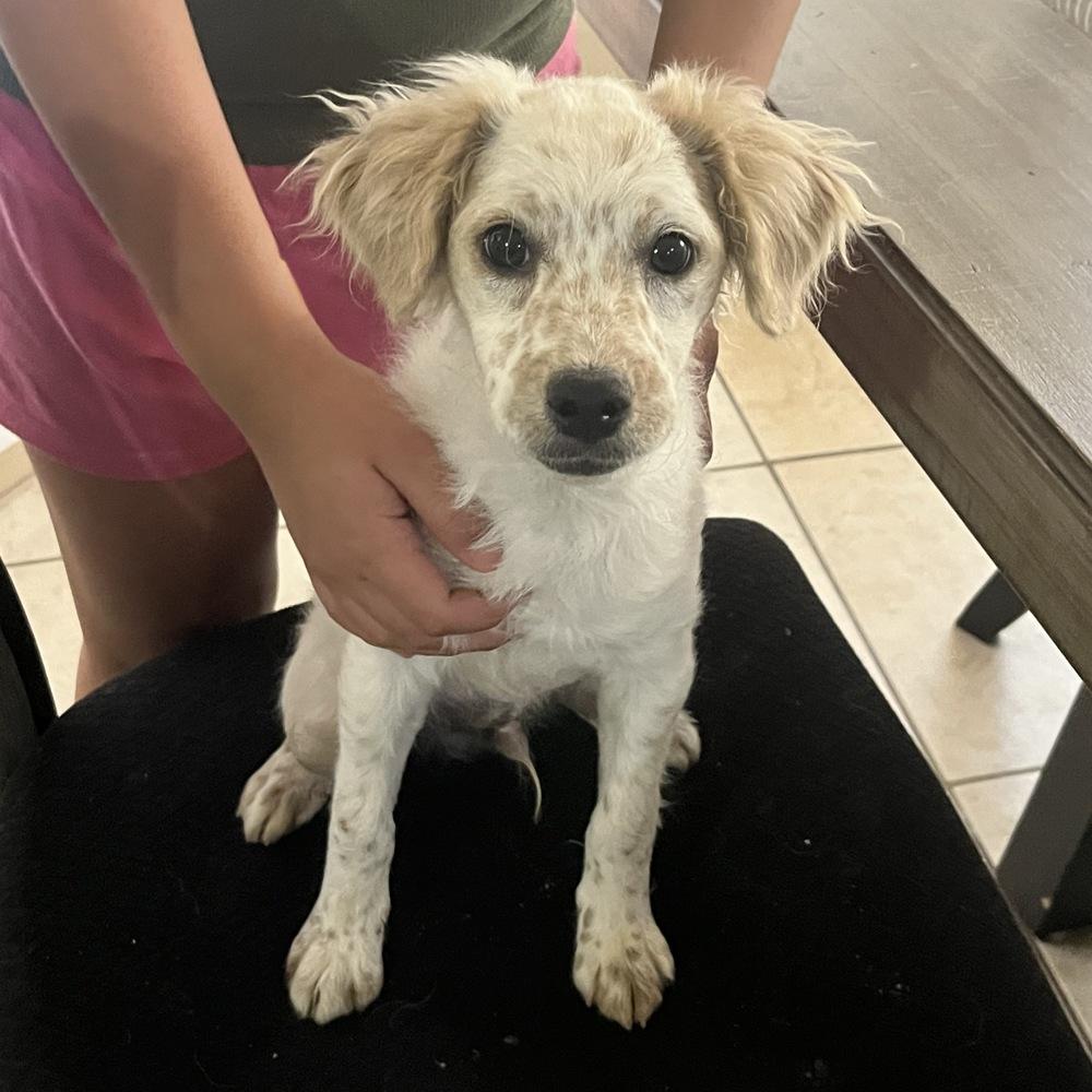 Freckles, a Adoptable mixed breed in Hurricane, UT image 4/4