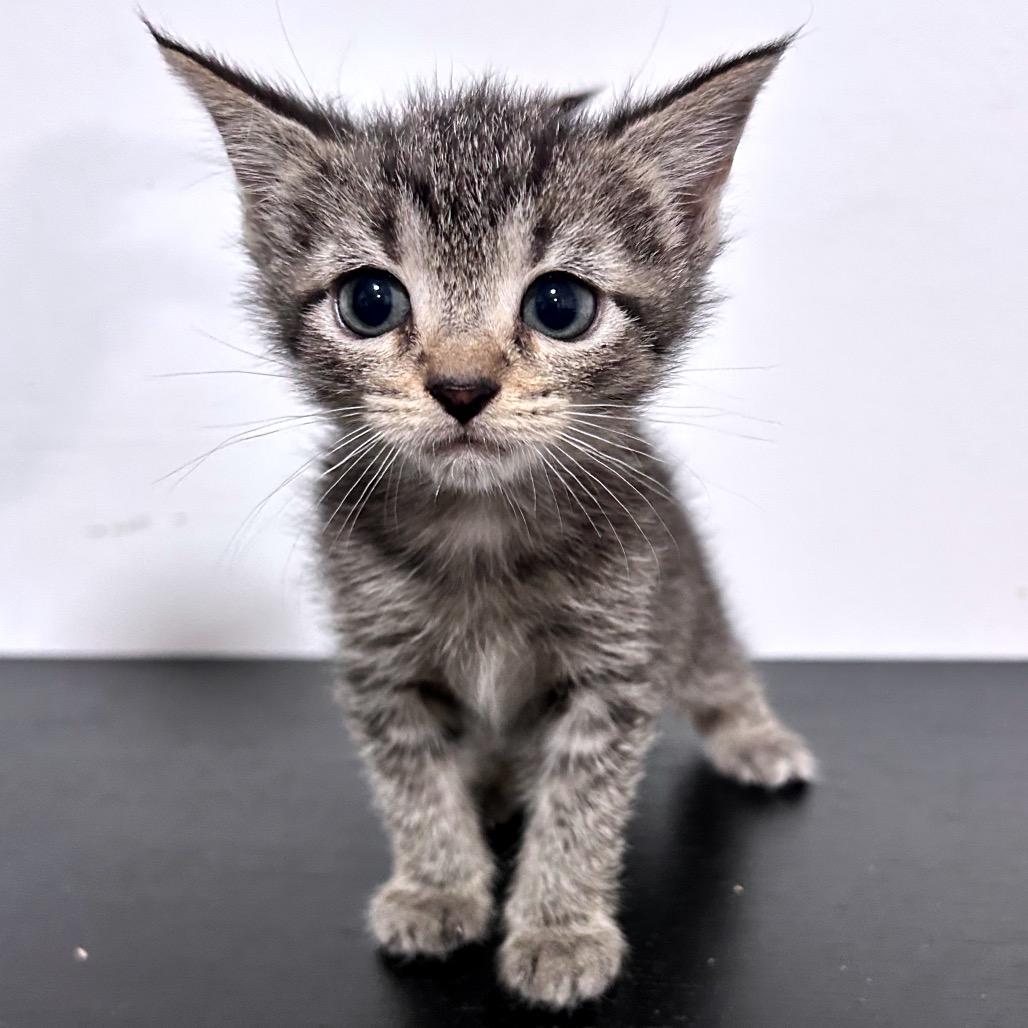 Gopher, Adoptable, Kitten Female Domestic Short Hair.