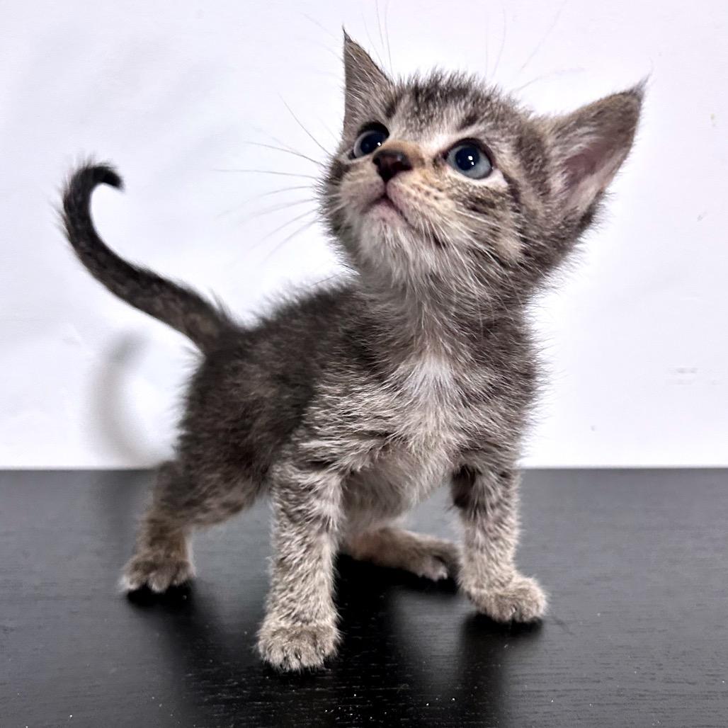 Enlarge Gopher, a Adoptable Domestic Short Hair in Fredericksburg, VA image 2/2