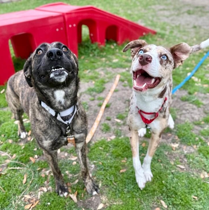 Romeo Darling the Blue Eyed Heartthrob — thumbnail 4