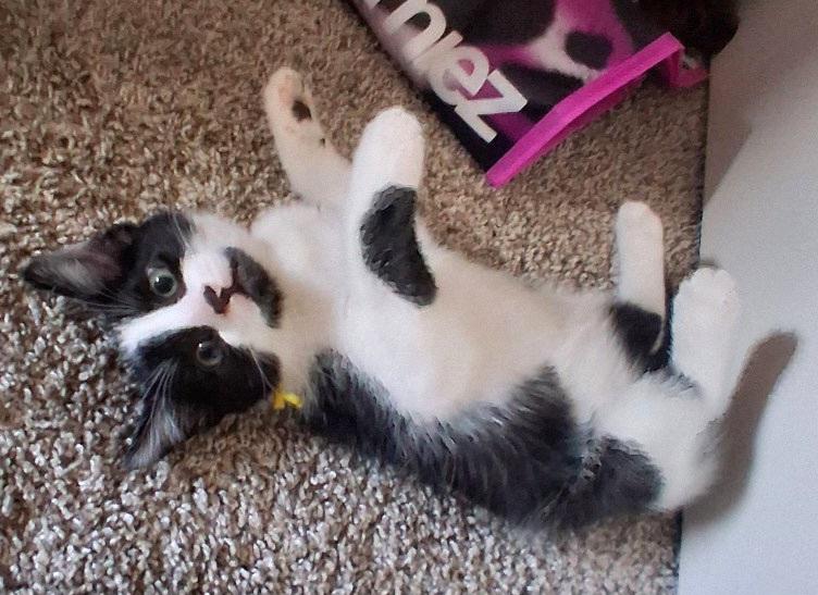 Enlarge Forest, a Adoptable Tuxedo in Springfield, OR image 3/4