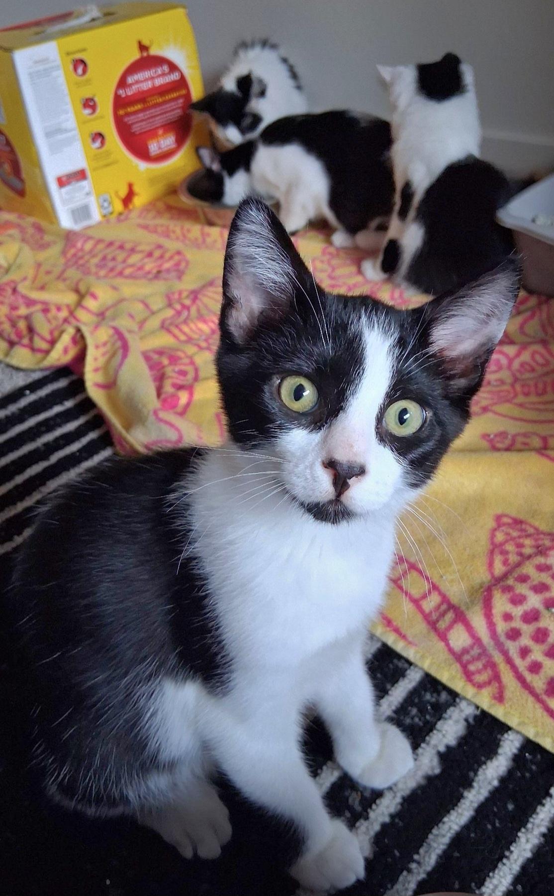 Enlarge Forest, a Adoptable Tuxedo in Springfield, OR image 1/4