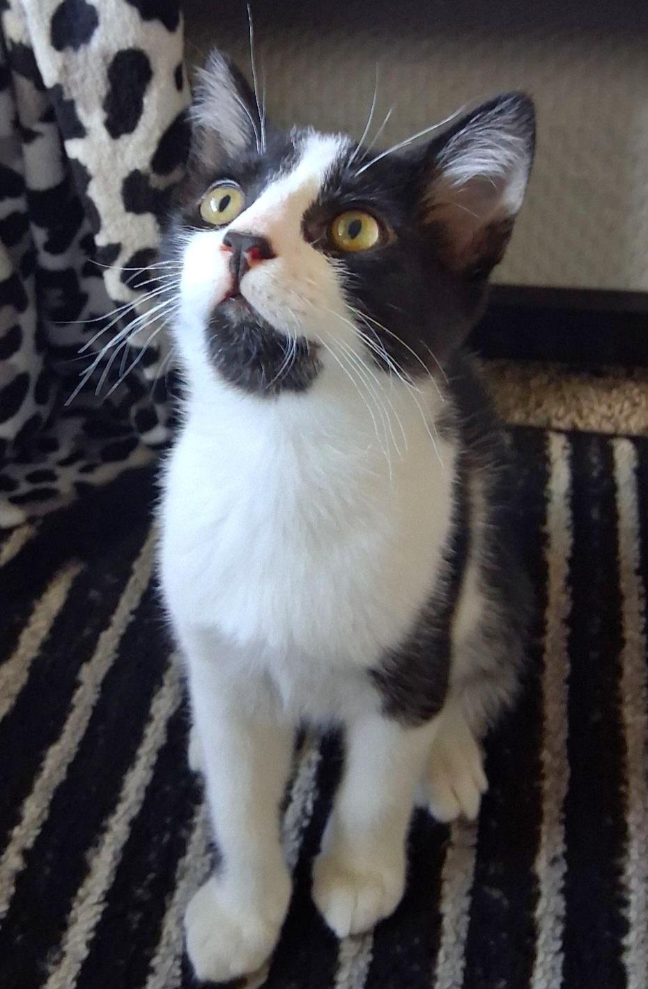 Enlarge Forest, a Adoptable Tuxedo in Springfield, OR image 2/4