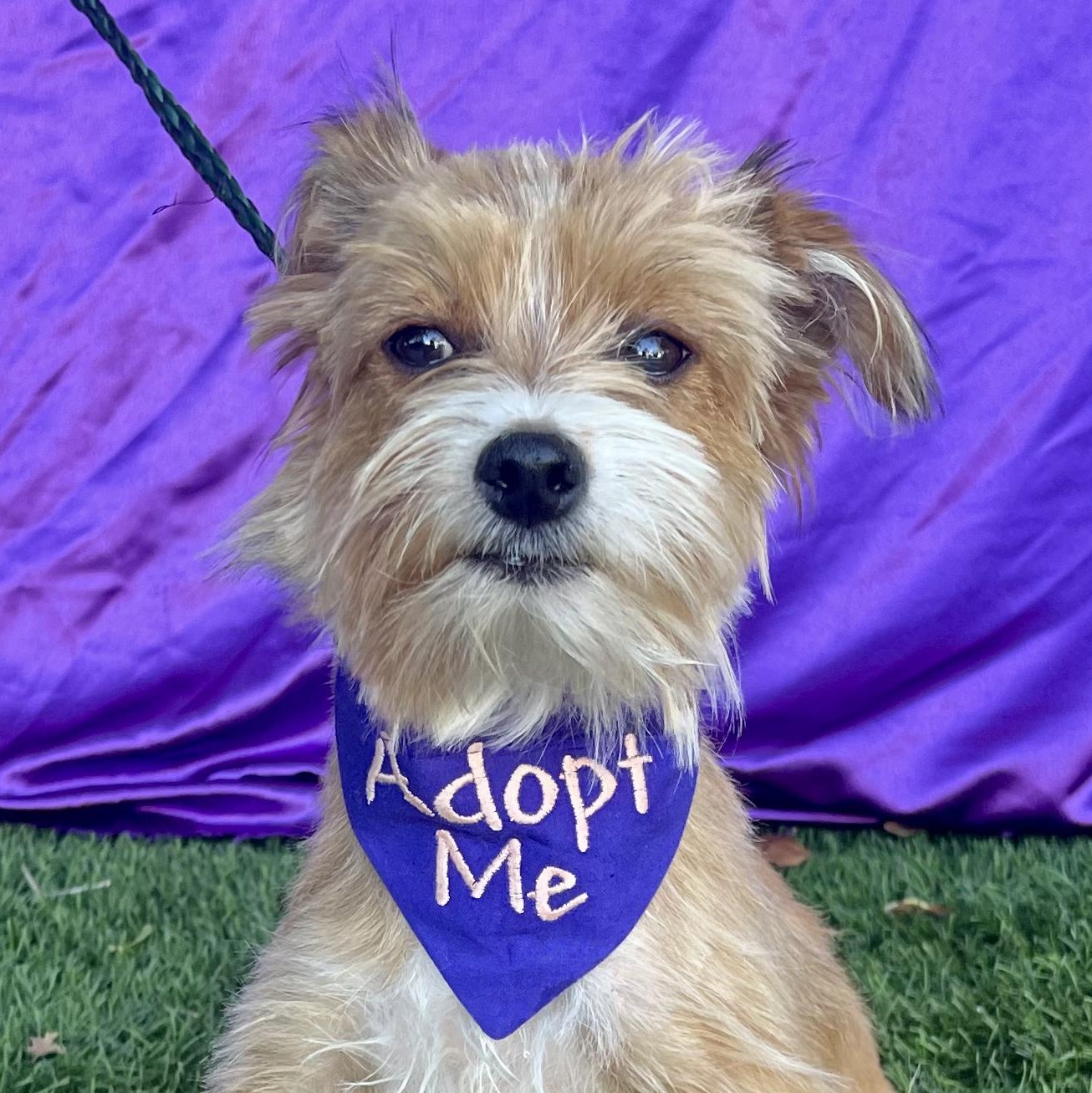 PIXIE, adopted, Young Female Terrier & Poodle.