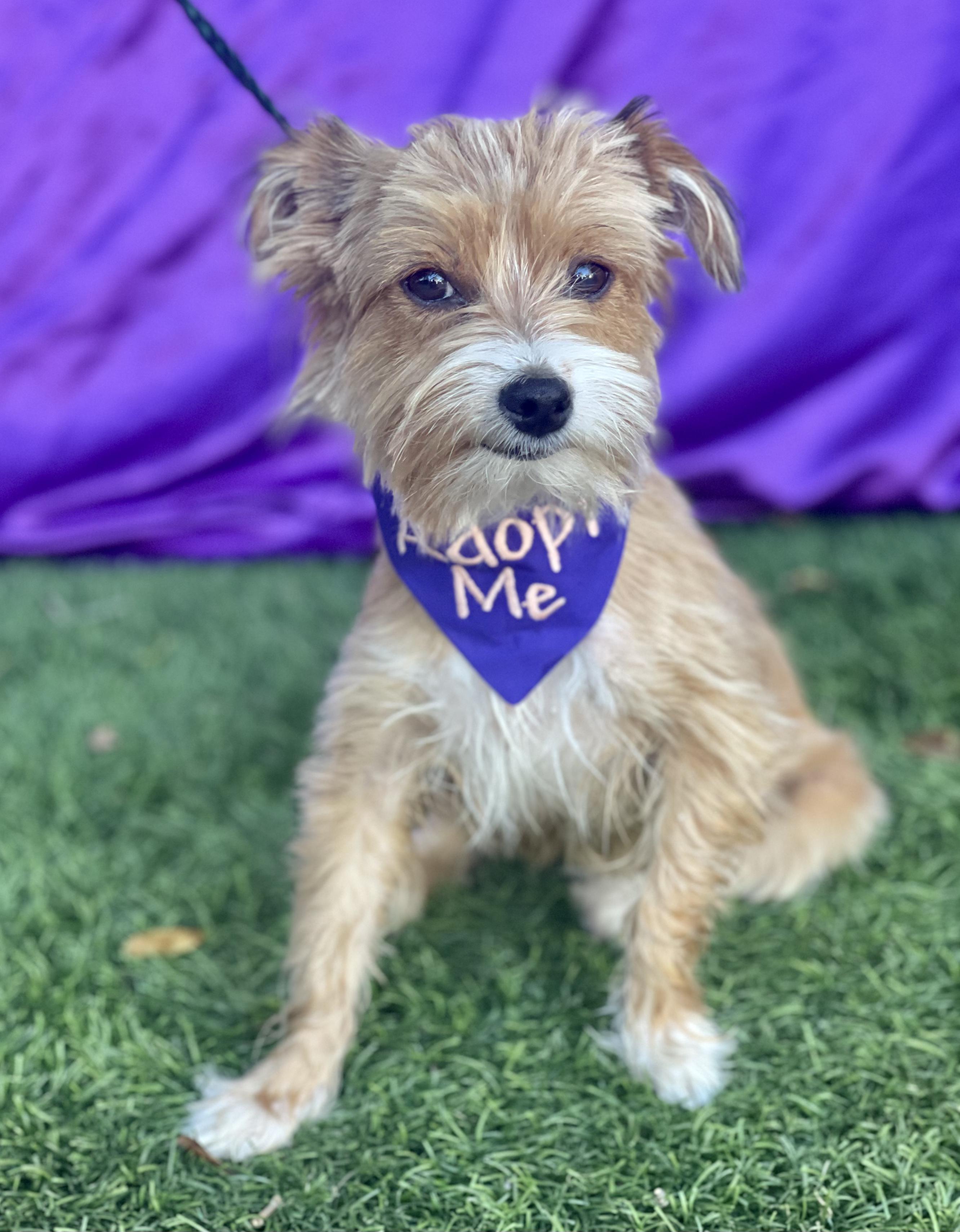 PIXIE, an adopted mixed breed in Rowland Heights, CA image 3/3