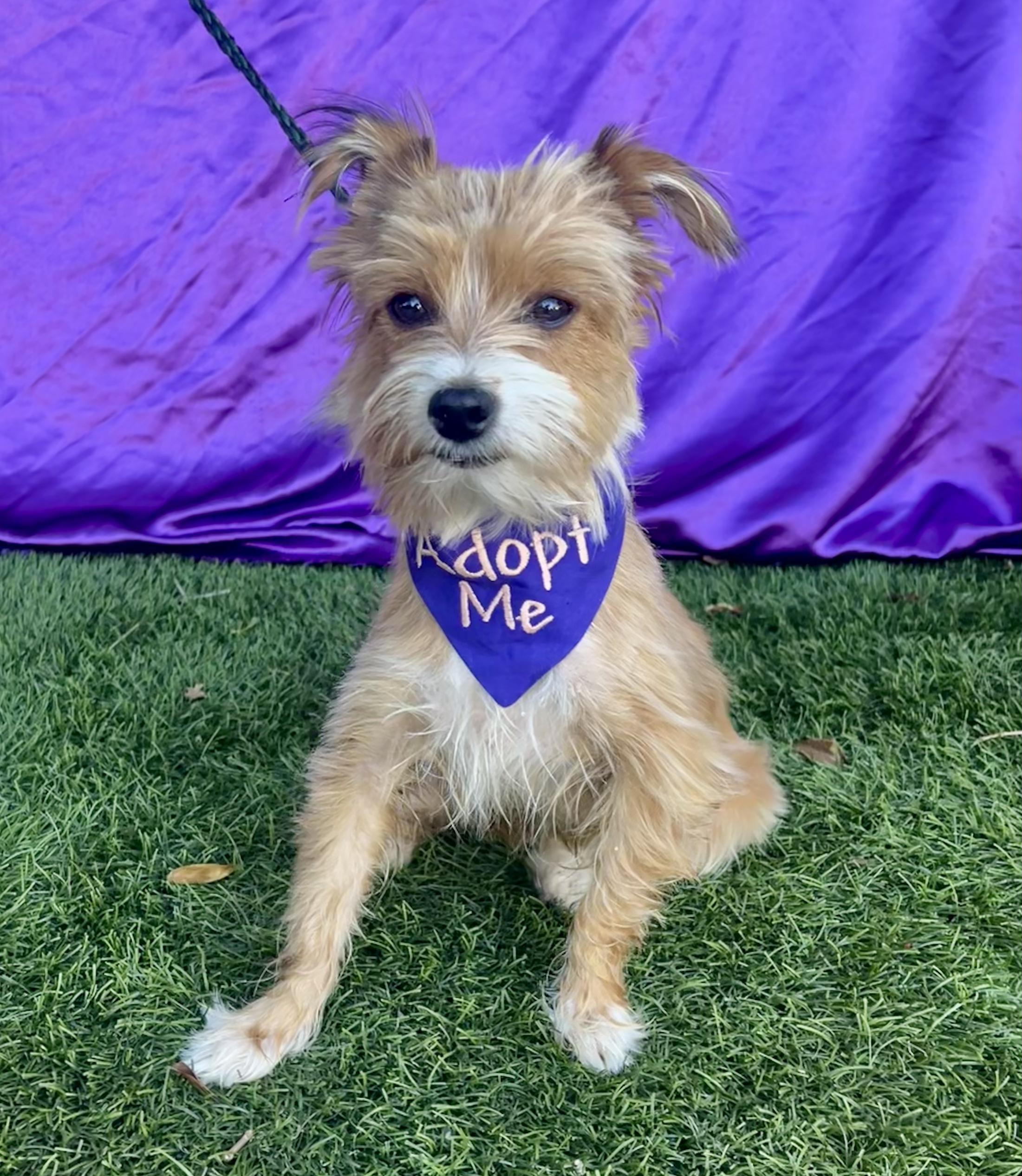 PIXIE, an adopted mixed breed in Rowland Heights, CA image 2/3