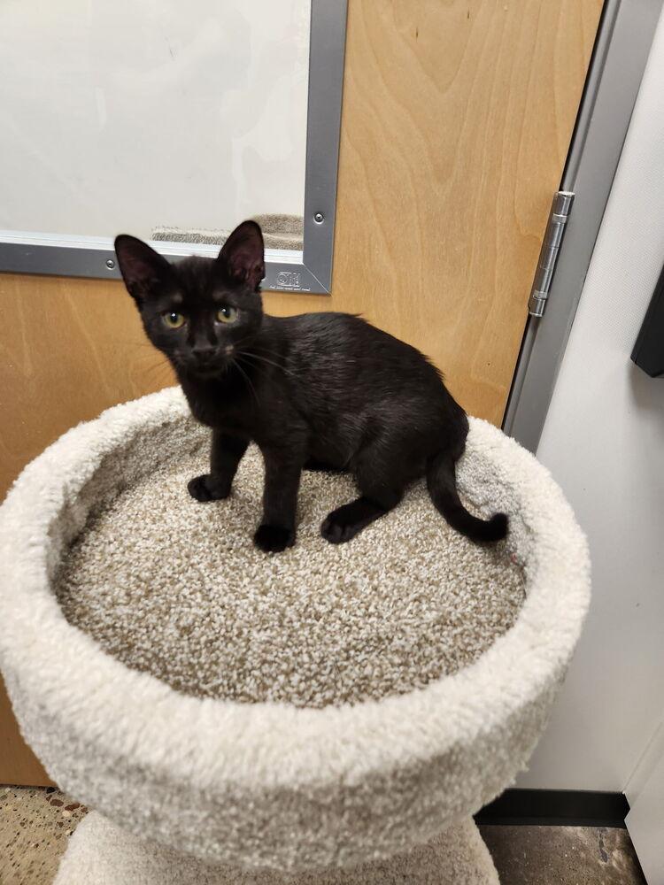 Enlarge Mocha, a Adoptable mixed breed in Westfield, WI image 1/2